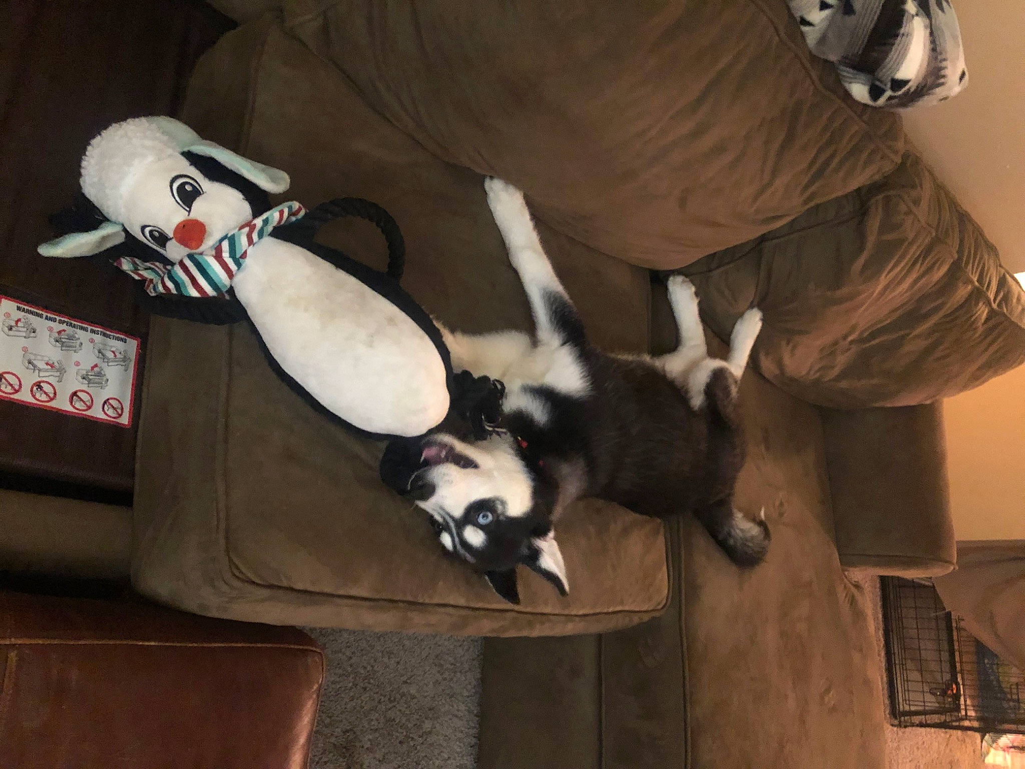 Mango joined the competition — help win amazing prizes! boston_terrier, canidae, carnivore, dog_breed, non_sporting_group