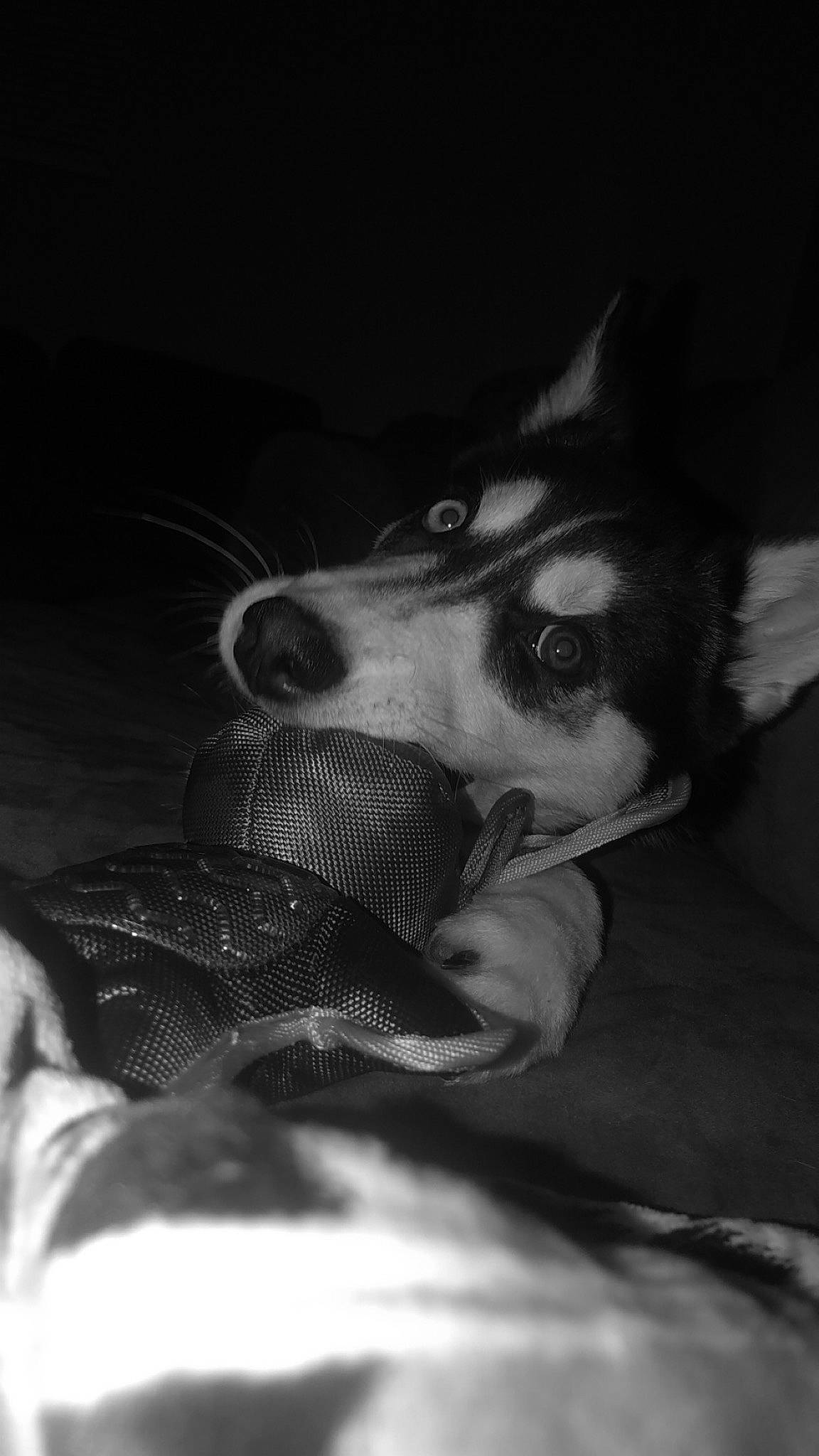 Mango joined the competition — help win amazing prizes! black, black_and_white, canidae, carnivore, dog, dog_breed, ear, eye, head, monochrome, monochrome_photography, nose, organ, rat_terrier, snout, style, whiskers