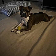 Utah participe au concours pour gagner de l'argent avec cette photo : dog, tennis_ball, carpet, indoor, pet, brown_dog, white_paws, striped_cushion, furniture, living_room, floor, relaxed, animal, laying_down, attention, domestic, cute, companion, toy, shadow