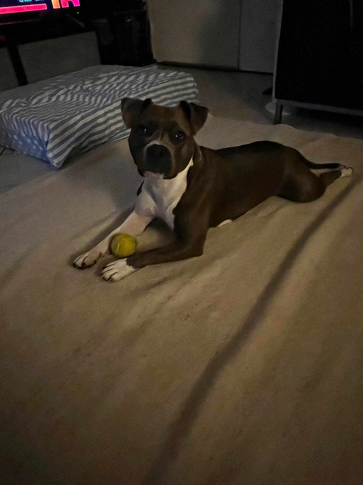 Utah participe au concours pour gagner de l'argent avec cette photo : dog, tennis_ball, carpet, indoor, pet, brown_dog, white_paws, striped_cushion, furniture, living_room, floor, relaxed, animal, laying_down, attention, domestic, cute, companion, toy, shadow