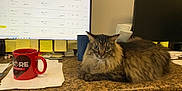 Messi joined the competition — help win amazing prizes! brown_cat, cat, cluttered_desk, coffee_mug, computer_monitor, cup, desk, feline, fluffy_cat, indoor, long_hair_cat, office, office_supplies, papers, red_mug, screen, sticky_notes, tabby_cat, technology, workspace