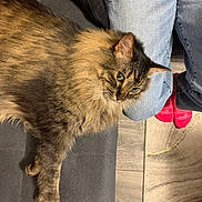 Messi joined the competition — help win amazing prizes! cat, tabby, fluffy, feline, pet, indoor, couch, jeans, red_socks, person, relaxed, comfort, domestic, fur, wood_floor, carpet, side_view, resting, close_up, cozy