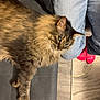 Messi joined the competition — help win amazing prizes! carpet, cat, close_up, comfort, couch, cozy, domestic, feline, fluffy, fur, indoor, jeans, person, pet, red_socks, relaxed, resting, side_view, tabby, wood_floor