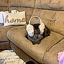Messi joined the competition — help win amazing prizes! cat, tabby, earmuffs, couch, living_room, pillow, home_decor, furniture, cozy, indoor, pet, fluffy, seated, curious, soft_texture, relaxed, brown, beige, striped, domestic_cat