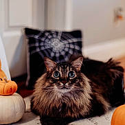 Messi is registered to the contest to win money with this photo: brown_cat, cat, close_up, cozy, curious, cute, decor, feline, fluffy, halloween, holiday, indoor, orange, pet, pumpkins, relaxed, rug, spiderweb_pillow, white_pumpkin, wide_eyes