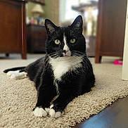 Boots is registered to the contest to win money with this photo: cat, tuxedo_cat, black_and_white, indoor, carpet, furniture, green_eyes, pet, animal, whiskers, relaxed, lying_down, floor, domestic_cat, closeup, portrait, house, cozy, feline, fur