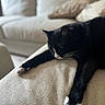 cat, black_cat, white_paws, sleeping, relaxed, couch, beige, indoor, pet, feline, whiskers, stretching, cozy, resting, home, soft_texture, close_up, animal, domestic, nap