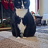 cat, tuxedo_cat, indoor, rug, carpet, living_room, fireplace, stockings, window, curtains, furniture, decor, wood_floor, holiday_decor, pet, animal, whiskers, black_and_white, sitting, cozy