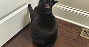 Boots joined the competition — help win amazing prizes! cat, black_cat, indoor, wooden_floor, door, wall, curious, pet, animal, paw, tail, fur, looking_up, home, flooring, trim, quiet, domestic, feline, whiskers