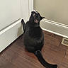 cat, black_cat, indoor, wooden_floor, door, wall, curious, pet, animal, paw, tail, fur, looking_up, home, flooring, trim, quiet, domestic, feline, whiskers