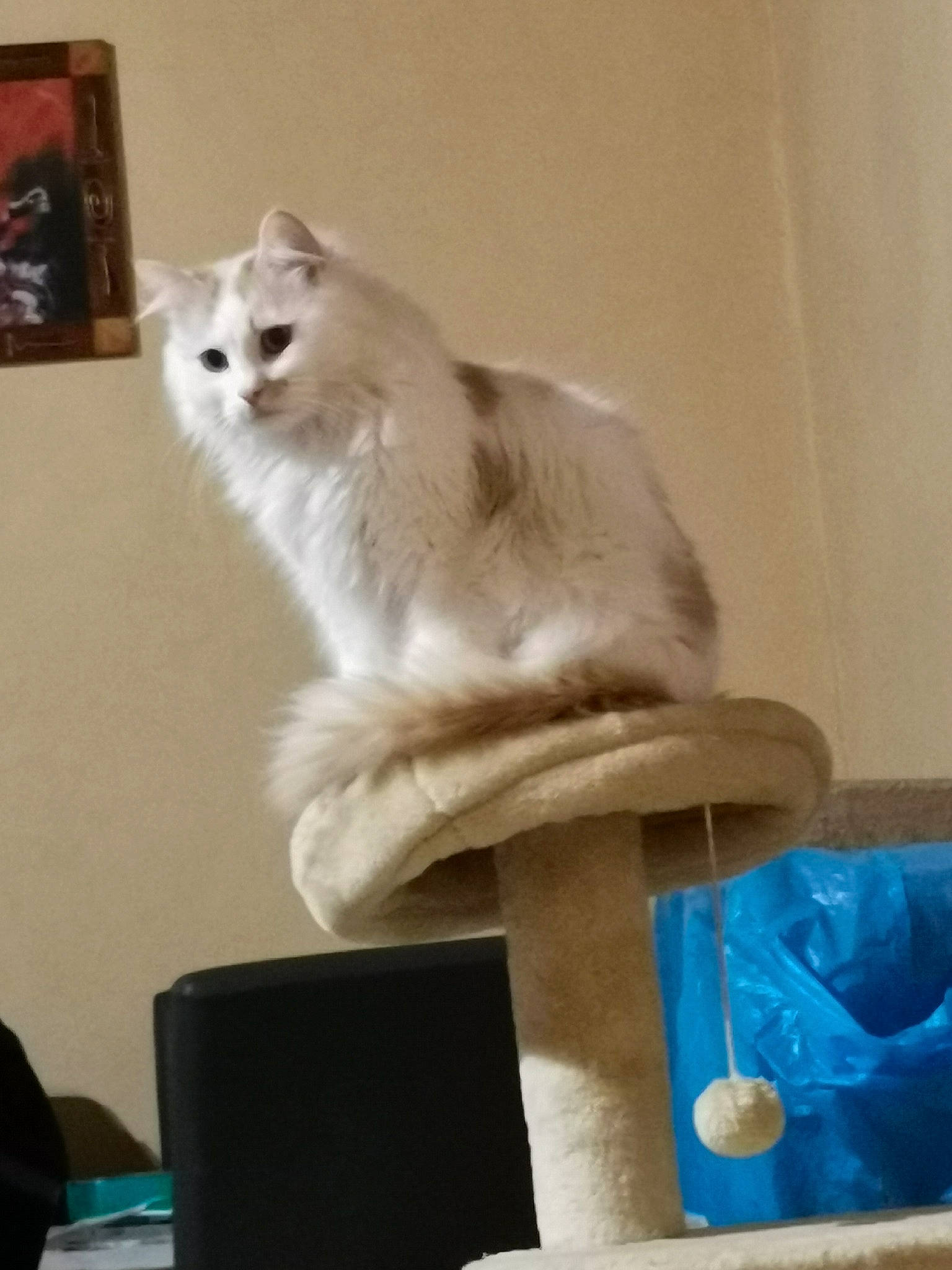 Nougat participe au concours pour gagner de l'argent avec cette photo : american_curl, asian, british_longhair, burmilla, carnivore, cat, domestic_long_haired_cat, felidae, kitten, mammal, norwegian_forest_cat, persian, ragamuffin, ragdoll, small_to_medium_sized_cats, tail, turkish_angora, turkish_van, whiskers