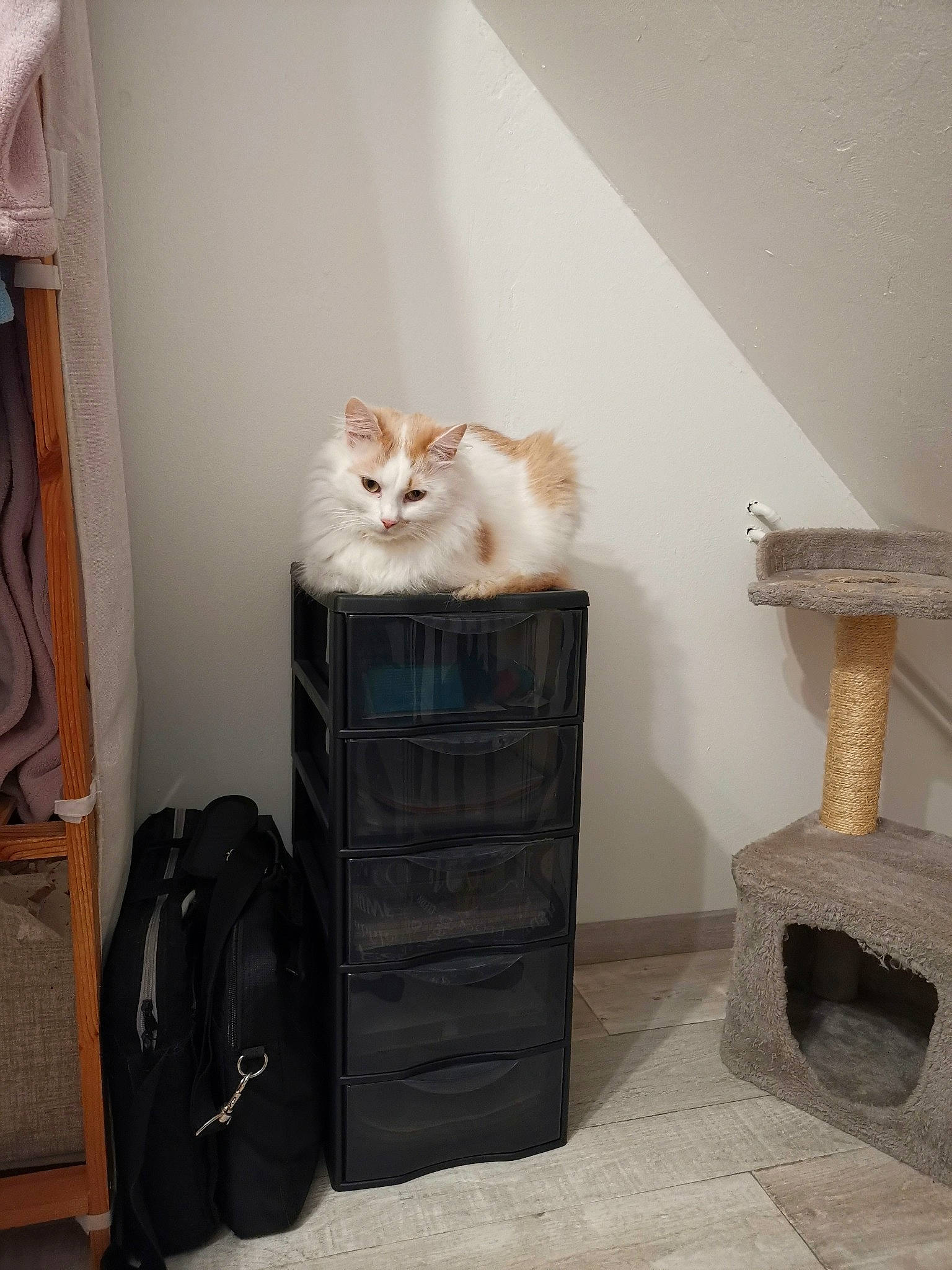 Nougat participe au concours pour gagner de l'argent avec cette photo : carnivore, cat, chest_of_drawers, fawn, felidae, furniture, room, small_to_medium_sized_cats, turkish_van, whiskers