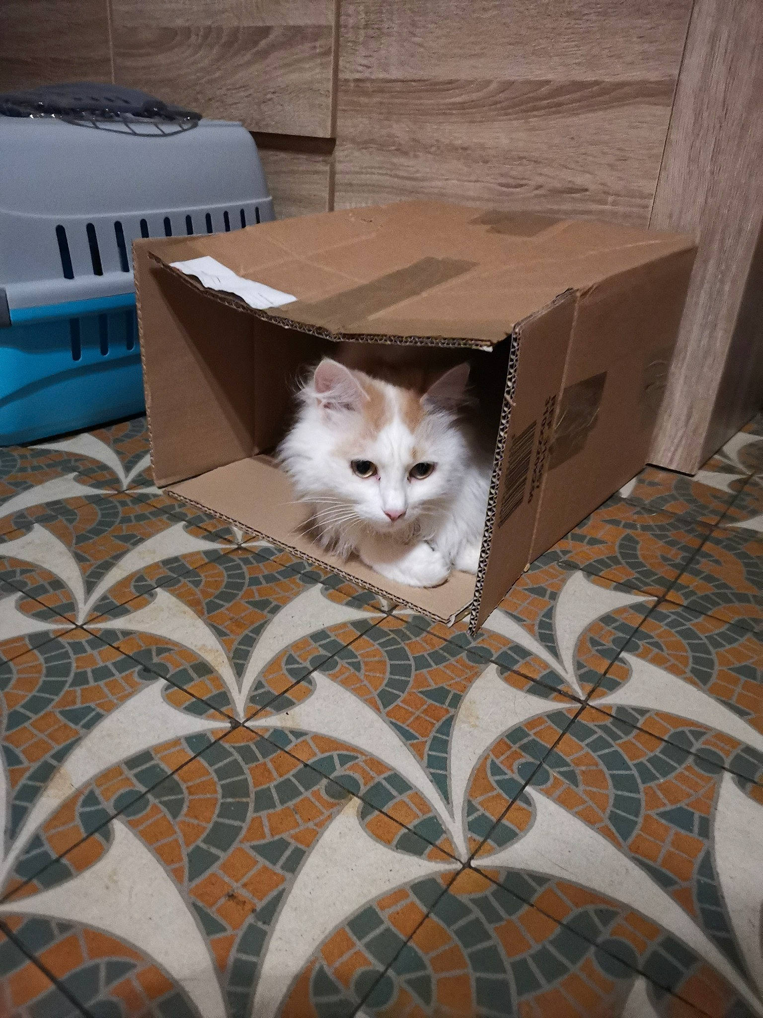 Nougat participe au concours pour gagner de l'argent avec cette photo : aegean_cat, asian, bed_sheet, carnivore, cat, domestic_short_haired_cat, european_shorthair, felidae, floor, flooring, fur, kitten, linens, norwegian_forest_cat, ragamuffin, small_to_medium_sized_cats, textile, turkish_angora, turkish_van, whiskers