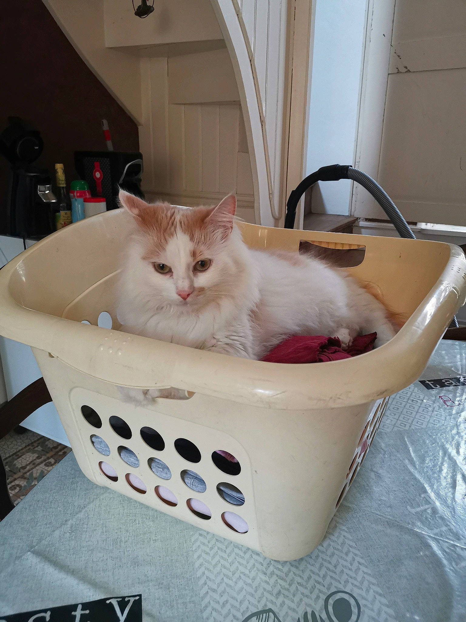 Nougat participe au concours pour gagner de l'argent avec cette photo : asian, basket, burmilla, carnivore, cat, colorpoint_shorthair, domestic_short_haired_cat, european_shorthair, fawn, felidae, kitten, ragamuffin, ragdoll, small_to_medium_sized_cats, turkish_angora, turkish_van, whiskers