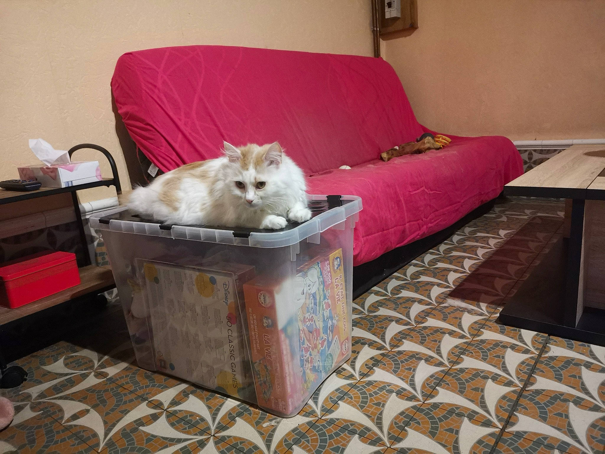 Nougat a rejoint le concours — aidez-le/la à gagner de superbes lots ! canidae, carnivore, cat, couch, felidae, furniture, mammal, persian, ragdoll, room, small_to_medium_sized_cats, turkish_angora, vertebrate, whiskers