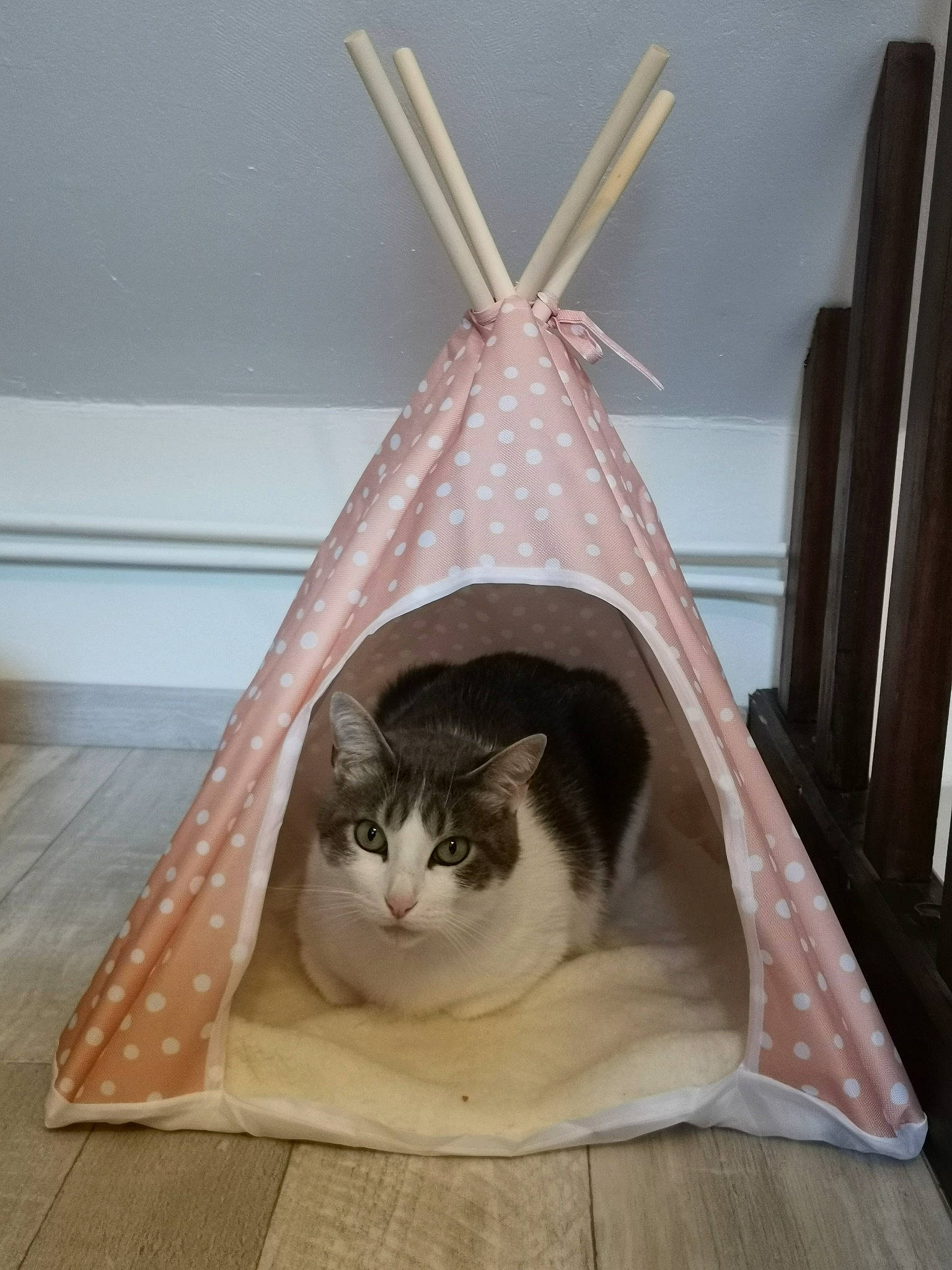 Diesel a rejoint le concours — aidez-le/la à gagner de superbes lots ! carnivore, cat, cat_bed, fawn, felidae, room, small_to_medium_sized_cats, whiskers