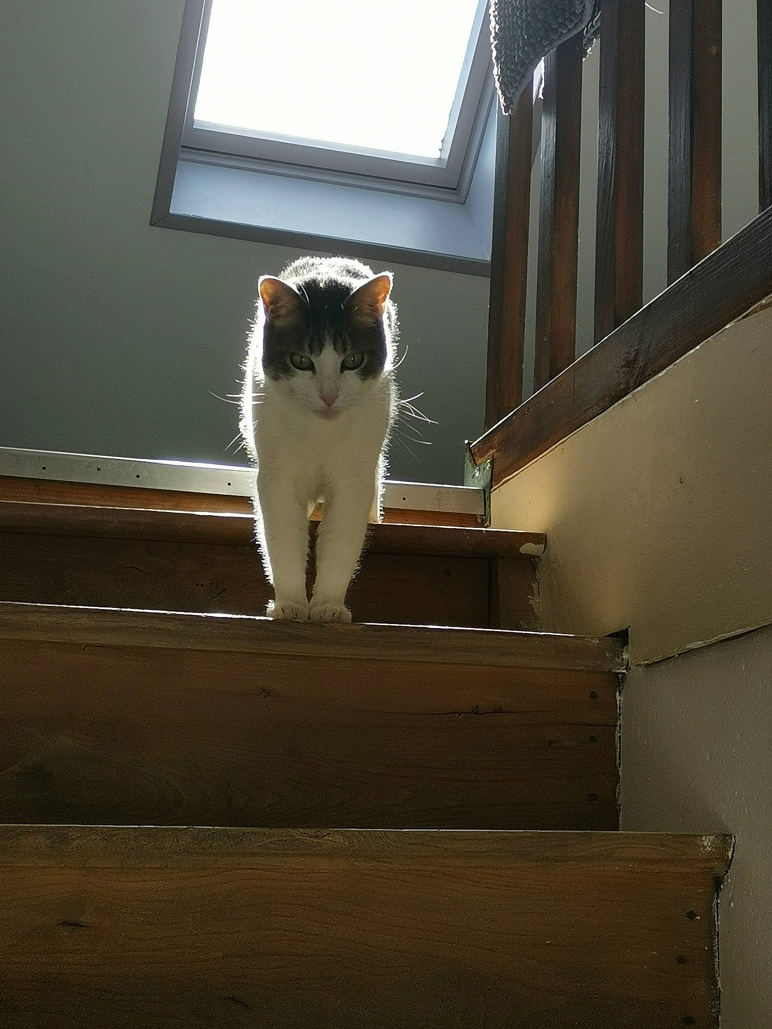 Diesel a rejoint le concours — aidez-le/la à gagner de superbes lots ! aegean_cat, carnivore, cat, eye, fawn, felidae, floor, fur, hardwood, home, house, interior_design, room, small_to_medium_sized_cats, stairs, tail, whiskers, window, wood