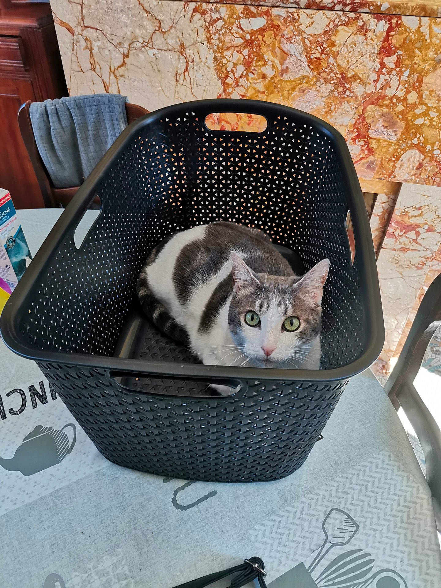 Diesel a rejoint le concours — aidez-le/la à gagner de superbes lots ! carnivore, cat, cat_bed, domestic_short_haired_cat, european_shorthair, felidae, small_to_medium_sized_cats, whiskers