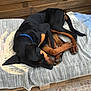 black_dog, blanket, blue_collar, canine, curled_up, dog, ears, fur, home, outdoor, patterned_blanket, paws, pet, relaxed, resting, sleeping, tail, tan_markings, tile_floor, wooden_bench