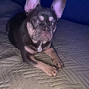Blessing joined the competition — help win amazing prizes! animal, bed, blanket, canine, cute, dog, ears, expression, face, french_bulldog, fur, indoor, looking, lying_down, paws, pet, puppy, resting, snout, young