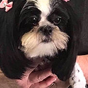 Teddy Bear is registered to the contest to win money with this photo: dog, black_and_white, pet, bow, cute, fluffy, animal, fur, ears, face, portrait, hand, holding, close_up, indoor, adorable, small_dog, well_groomed, expression, companion