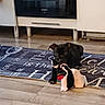 puppy, dog, black_dog, pet, sitting, indoors, living_room, rug, stuffed_animal, toy, television, cabinet, wood_floor, home, portrait, cute, animal, puppy_face, floppy_ears, playful