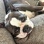 Bentley joined the competition — help win amazing prizes! dog, boston_terrier, pet, lying_down, close_up, couch, texture, indoor, relaxed, brown, white, face, ears, animal, snout, fur, resting, eyes, portrait, cozy