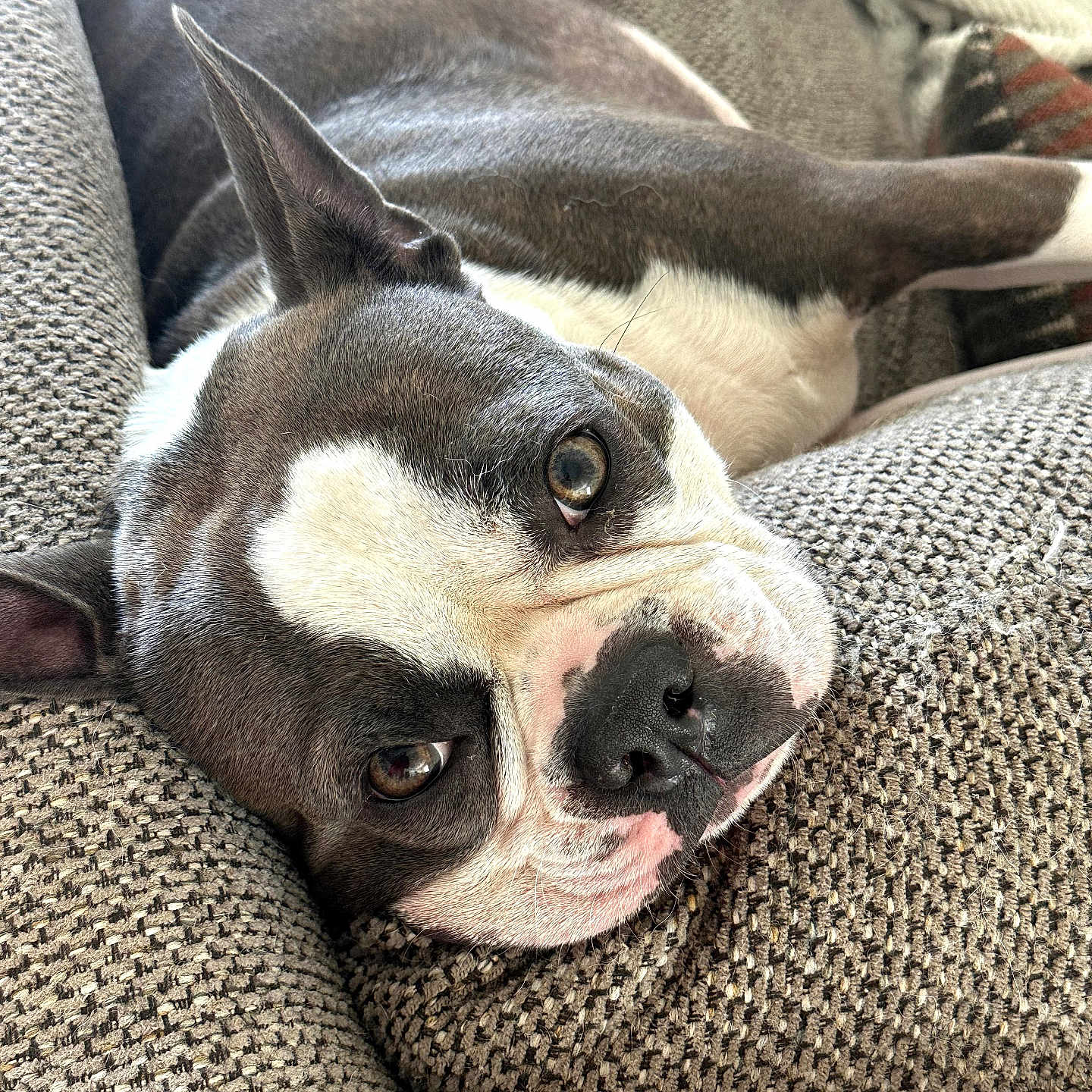 Bentley joined the competition — help win amazing prizes! dog, boston_terrier, pet, lying_down, close_up, couch, texture, indoor, relaxed, brown, white, face, ears, animal, snout, fur, resting, eyes, portrait, cozy