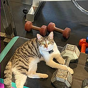 Kevin is registered to the contest to win money with this photo: animal, cat, collar, dumbbell, exercise, fitness, floor, gym_equipment, indoor, looking_at_camera, metal, paw, pet, resting, striped, tabby_cat, weight, white_fur, workout_bench, yellow_eyes