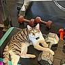 animal, cat, collar, dumbbell, exercise, fitness, floor, gym_equipment, indoor, looking_at_camera, metal, paw, pet, resting, striped, tabby_cat, weight, white_fur, workout_bench, yellow_eyes