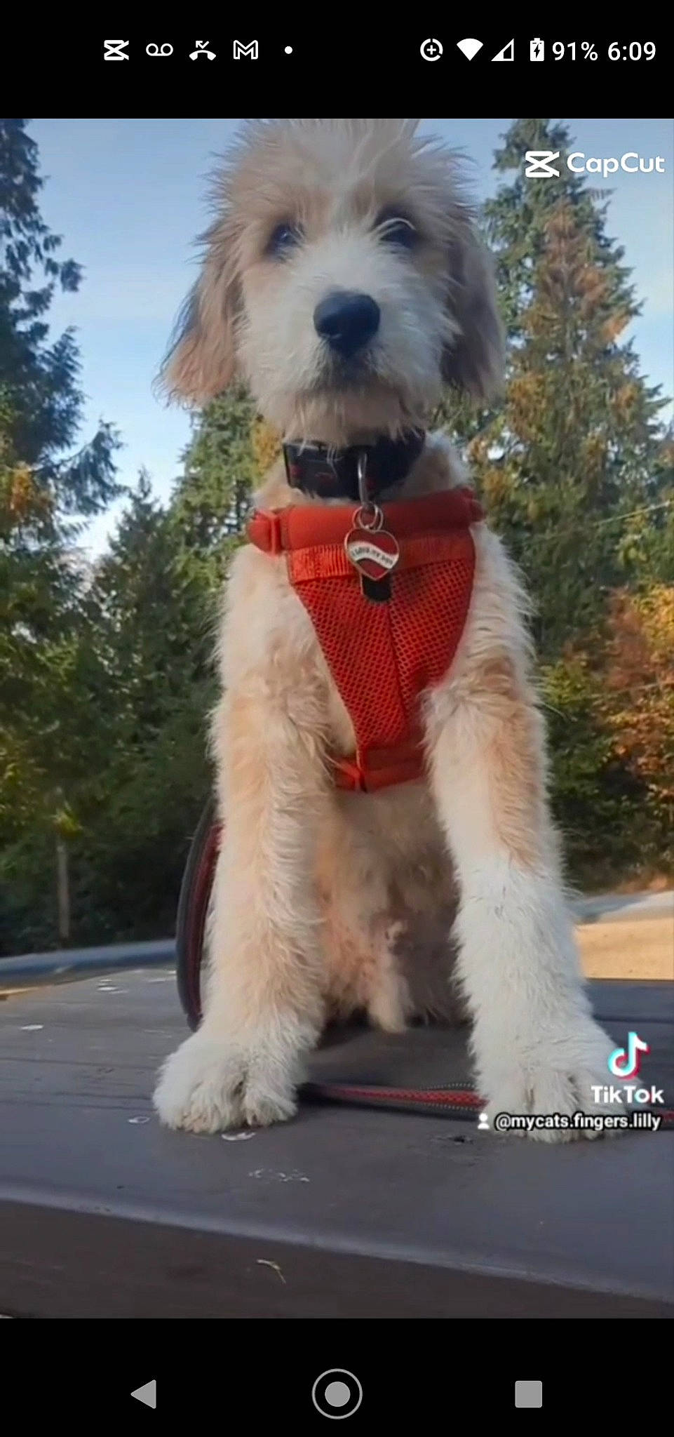 Cookie joined the competition — help win amazing prizes! canidae, carnivore, cloud, collar, companion_dog, dog, dog_breed, dog_clothes, dog_collar, dog_supply, fashion_accessory, fur, leash, plant, sky, snout, sporting_group, terrier, tree, working_animal