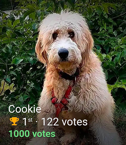 Cookie is registered to the contest to win money with this photo: canidae, carnivore, companion_dog, dog, dog_breed, dog_collar, fur, grass, maltepoo, plant, small_terrier, sporting_group, terrier, toy_dog, water_dog, working_animal