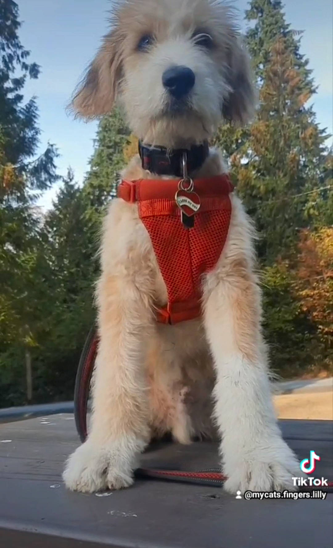 Cookie is registered to the contest to win money with this photo: carnivore, cloud, collar, companion_dog, dog, dog_breed, dog_clothes, dog_collar, dog_supply, fashion_accessory, fawn, fur, leash, pet_supply, sky, snout, sporting_group, terrier, tree, working_animal