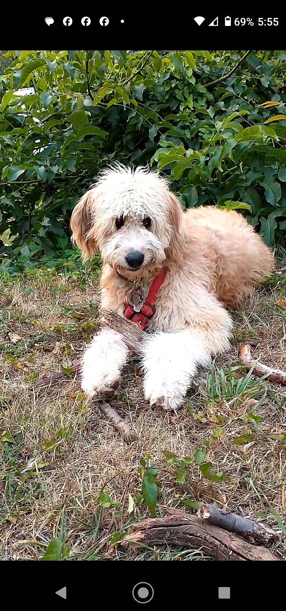 Cookie is registered to the contest to win money with this photo: canidae, carnivore, companion_dog, dog, dog_breed, dog_collar, dog_supply, fur, grass, maltepoo, plant, poodle, small_terrier, snout, sporting_group, terrestrial_animal, terrier, toy_dog, water_dog, working_animal