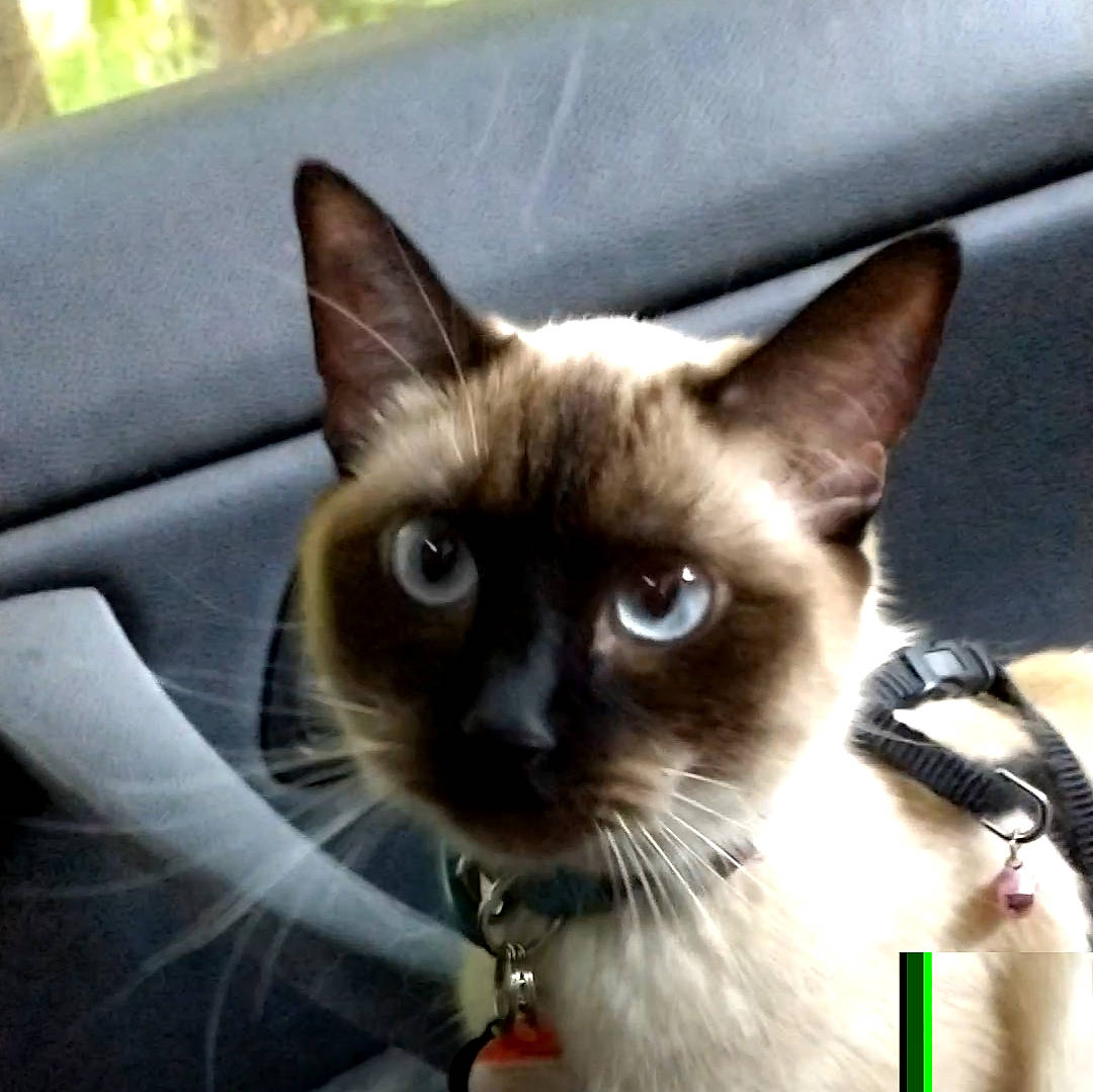 Lilly joined the competition — help win amazing prizes! balinese, birman, carnivore, cat, eye, fawn, felidae, fur, photo_caption, siamese, small_to_medium_sized_cats, snout, terrestrial_animal, thai, whiskers