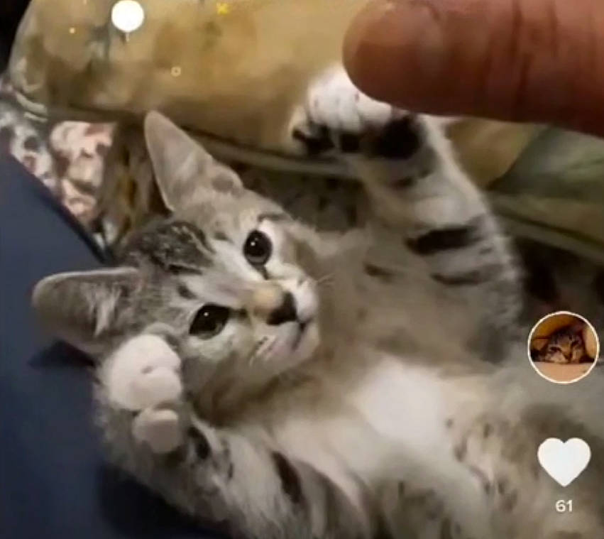 Fingers joined the competition — help win amazing prizes! carnivore, cat, claw, comfort, domestic_short_haired_cat, ear, felidae, fur, paw, photo_caption, small_to_medium_sized_cats, snout, whiskers