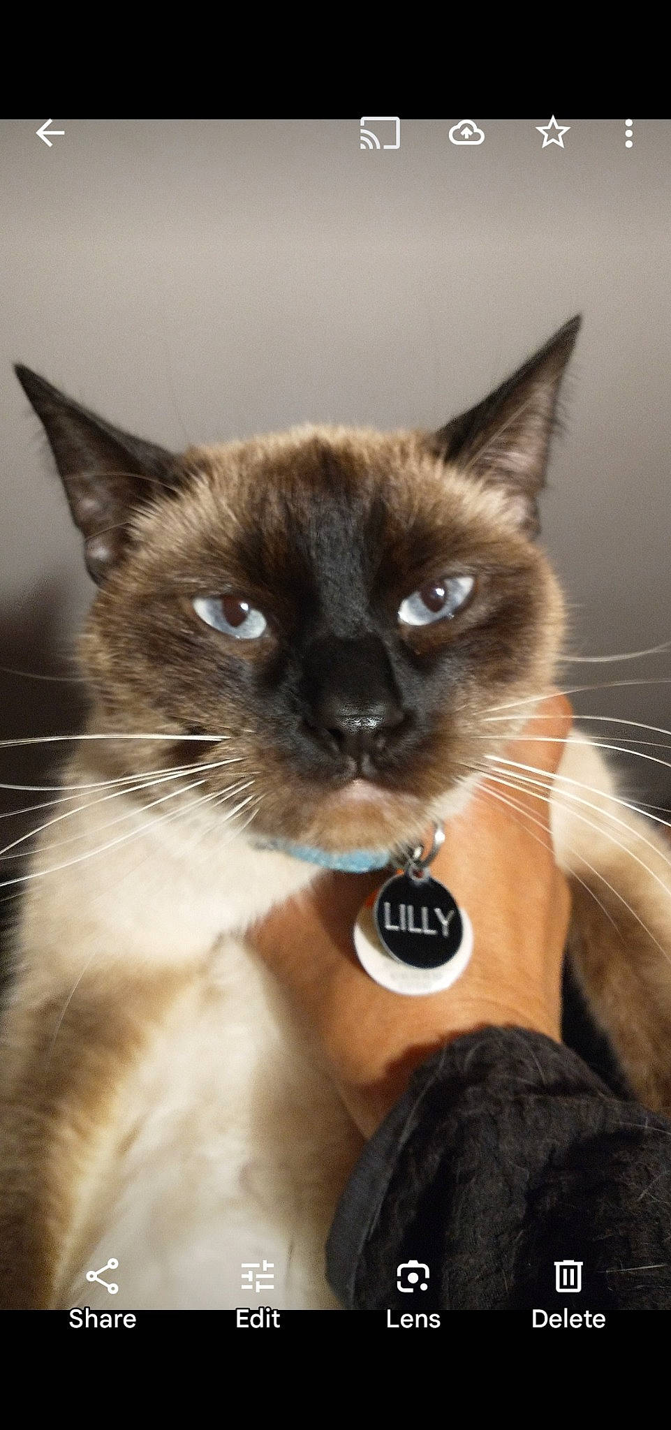 Lilly joined the competition — help win amazing prizes! birman, carnivore, cat, close_up, eye, fawn, felidae, fur, iris, siamese, small_to_medium_sized_cats, snout, terrestrial_animal, whiskers, wildlife