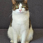 Tigrou a rejoint le concours — aidez-le/la à gagner de superbes lots ! cat, tabby, white_fur, green_eyes, sitting, pet, animal, feline, indoor, couch, grey_background, whiskers, close_up, portrait, calm, looking_at_camera, domestic_cat, furry, cute, house_pet