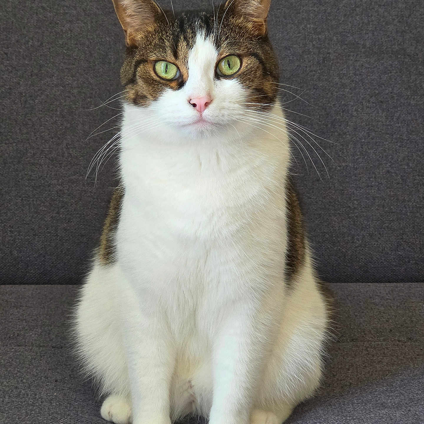 Tigrou