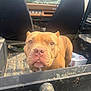 dog, brown_dog, vehicle, car_seats, chick_fil_a_box, sunlight, outdoor, close_up, pet, curious, canine, dusty, metal, window, interior, seat_covers, road_trip, animal, face, snout
