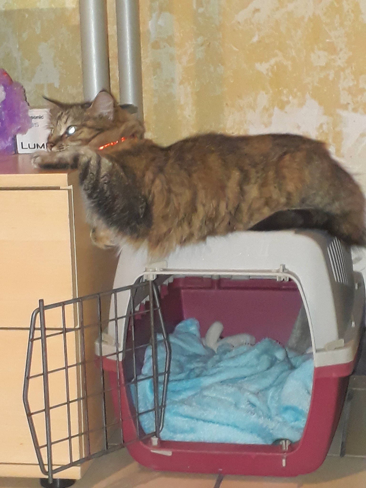 Lili participe au concours pour gagner de l'argent avec cette photo : animal_shelter, carnivore, cat, domestic_short_haired_cat, european_shorthair, felidae, small_to_medium_sized_cats, tabby_cat, whiskers