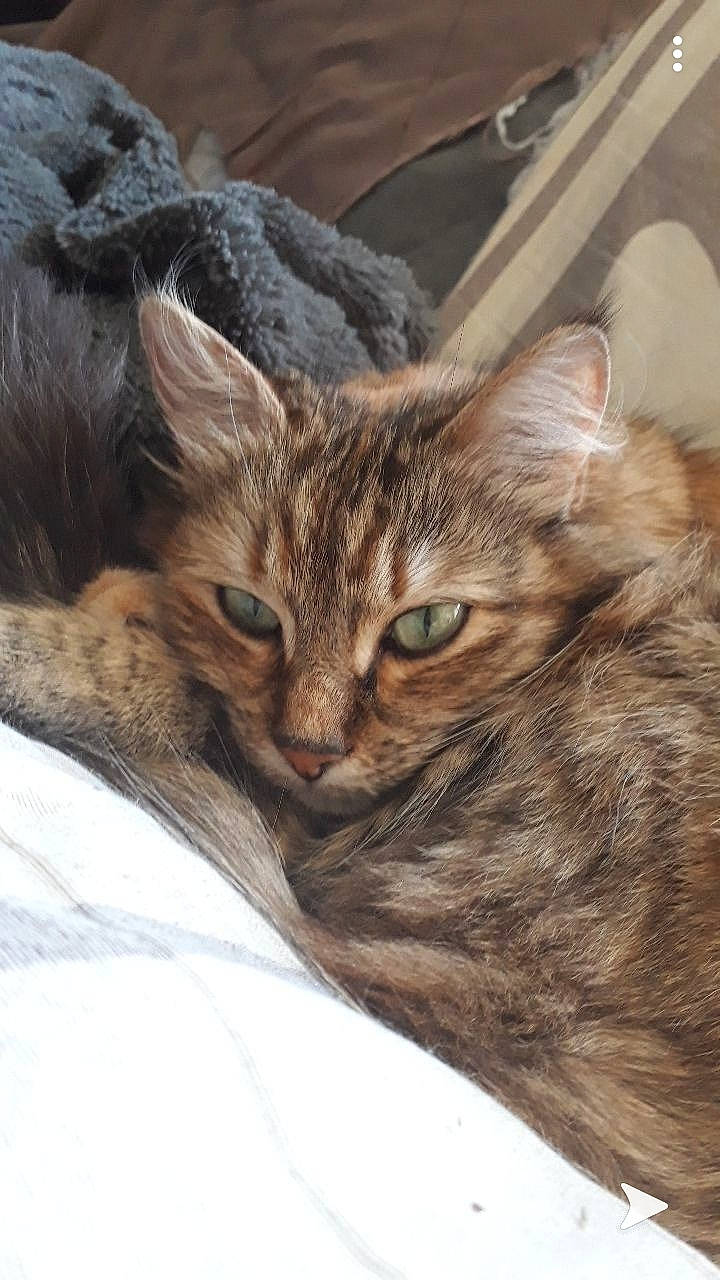 Lili participe au concours pour gagner de l'argent avec cette photo : american_bobtail, asian, australian_mist, california_spangled, carnivore, cat, domestic_long_haired_cat, domestic_short_haired_cat, dragon_li, european_shorthair, felidae, kitten, mammal, oriental_longhair, pixie_bob, small_to_medium_sized_cats, tabby_cat, vertebrate, whiskers, wild_cat