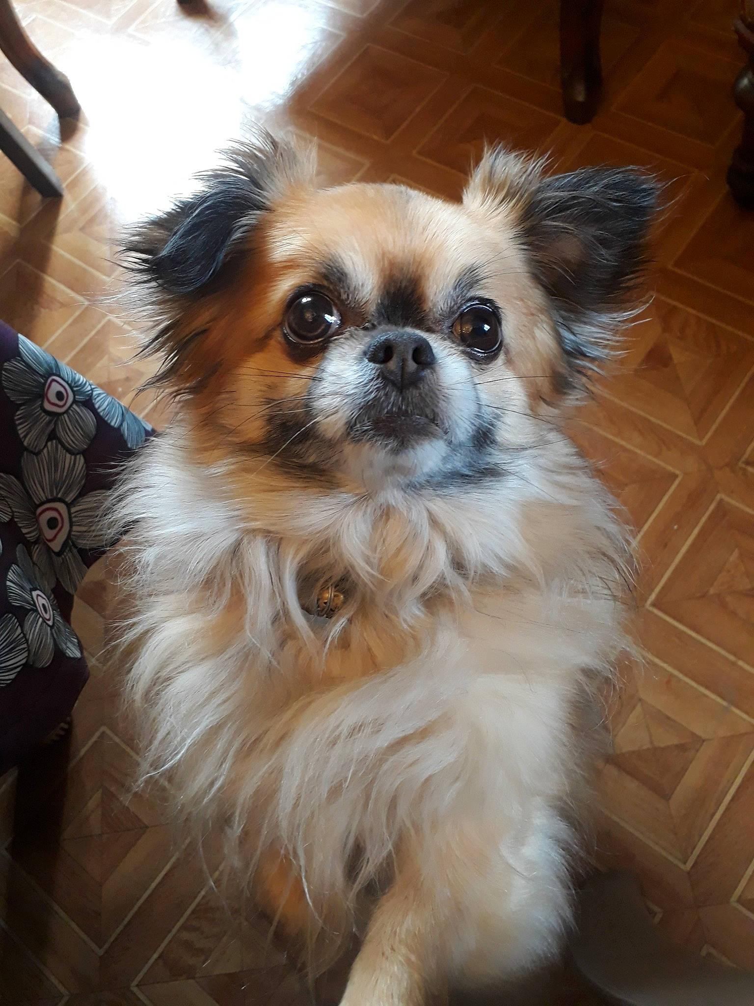 Janko participe au concours pour gagner de l'argent avec cette photo : ancient_dog_breeds, canidae, carnivore, chinese_imperial_dog, companion_dog, dog, dog_breed, fawn, fur, japanese_chin, mammal, phalene, puppy, rare_breed_dog, snout, sporting_group, tibetan_spaniel, toy_dog, vertebrate, whiskers