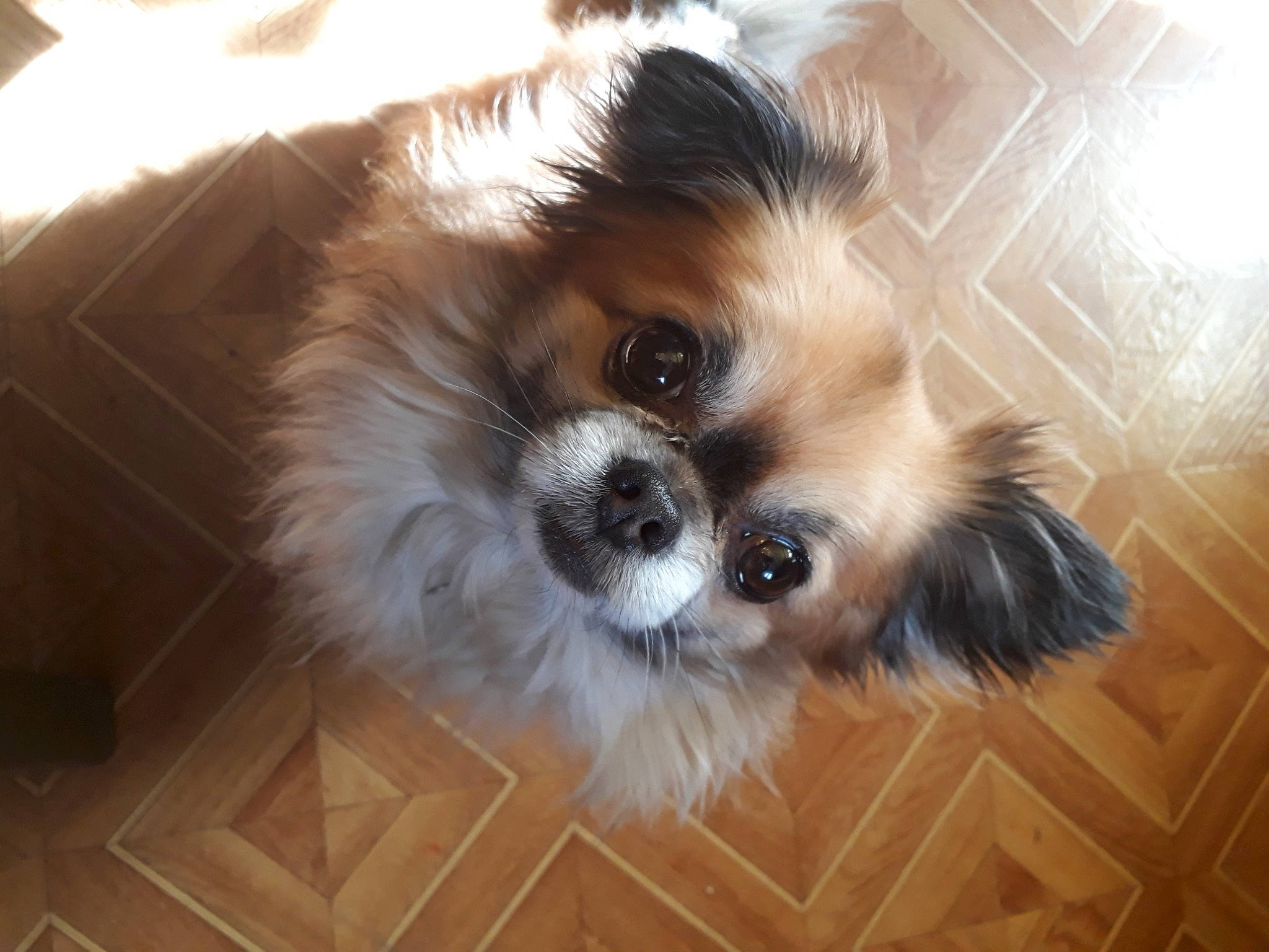 Janko participe au concours pour gagner de l'argent avec cette photo : canidae, carnivore, cavachon, chinese_imperial_dog, companion_dog, dog, dog_breed, eye, fawn, fur, lhasa_apso, mammal, morkie, puppy, rare_breed_dog, shih_tzu, snout, sporting_group, toy_dog, vertebrate