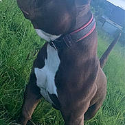 Meven participe au concours pour gagner de l'argent avec cette photo : alert, animal, black_dog, canine, collar, daytime, dog, domestic_animal, fence, grass, house, mammal, muscular, nature, outdoor, pet, side_view, standing, white_chest, yard
