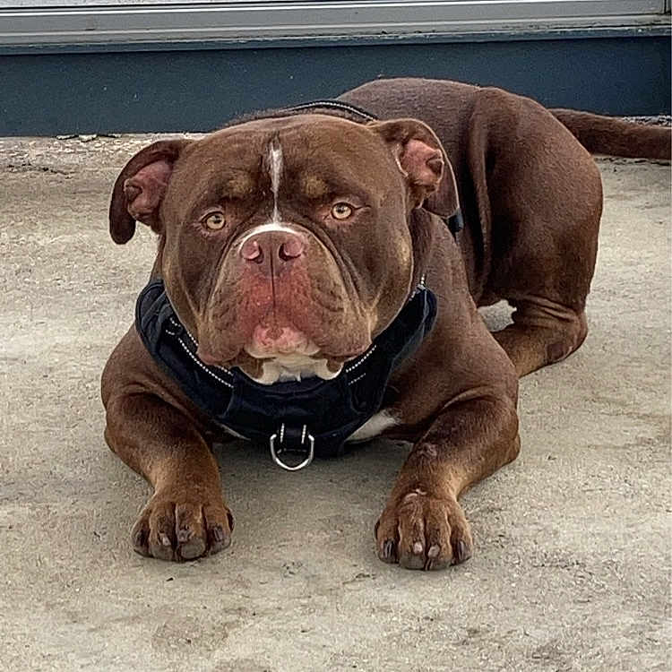 Meven participe au concours pour gagner de l'argent avec cette photo : animal, brown_dog, canine, close_up, concrete_floor, dog, domestic_animal, ears, face, harness, looking_at_camera, lying_down, mammal, outdoor, paws, pet, resting, short_hair, snout, window