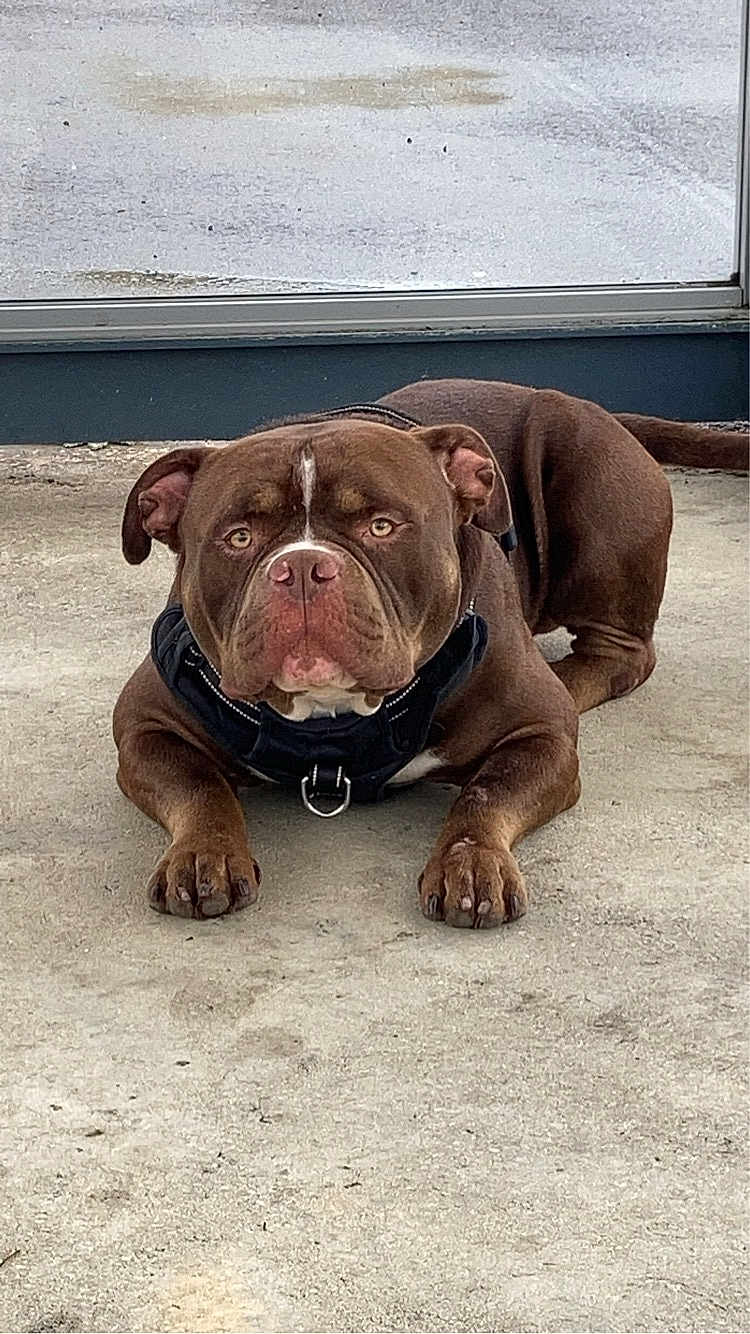 Meven participe au concours pour gagner de l'argent avec cette photo : animal, brown_dog, canine, close_up, concrete_floor, dog, domestic_animal, ears, face, harness, looking_at_camera, lying_down, mammal, outdoor, paws, pet, resting, short_hair, snout, window