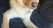 Maxx is registered to the contest to win money with this photo: dog, pet, toy, couch, indoor, golden_fur, animal, cute, relaxed, looking, ears, snout, paw, fur, home, companion, playful, curious, domestic, friend