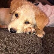 Maxx is registered to the contest to win money with this photo: puppy, dog, brown_couch, resting, cute, sleepy, fur, paw, indoors, pet, soft_light, blanket, cozy, animal, young_dog, close_up, nostalgic, warm_colors, relaxed, companion