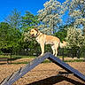 dog, golden_dog, wooden_ramp, dog_park, trees, flowers, blue_sky, sunny, outdoor, nature, fence, grass, wood_chips, pet, animal, happy, tail, agility_equipment, daytime, play